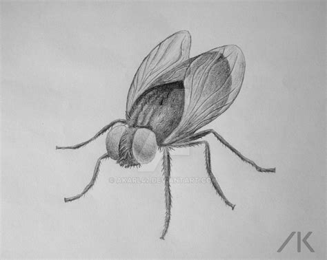 Fly Pencil Drawing By Akarl47 On Deviantart