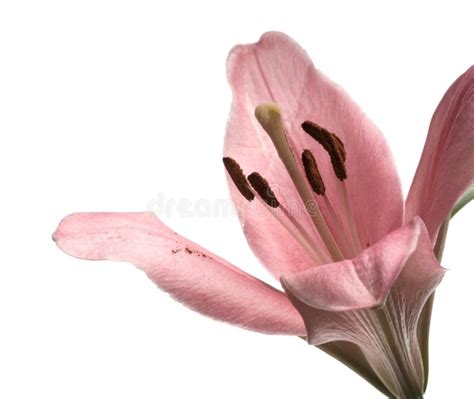 Pink Lily Flower Stock Photo Image Of Floral Blossom 4987438