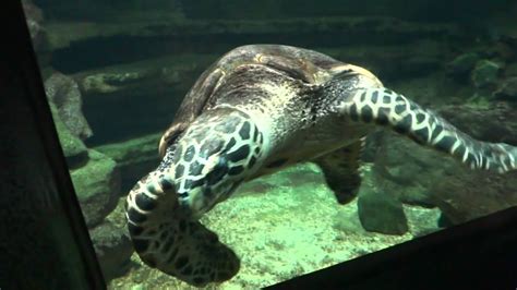 Sea Turtle Nz National Aquarium Napier Nz Youtube