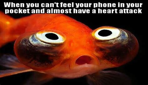 These Goldfish Memes Are Pure Gold With Images Goldfish For Sale
