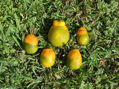 Citrus Greening Disease Confirmed In Alabama For First Time