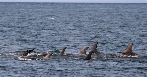 Record Number Of Rare Dolphins Spotted Off Anglesey Daily Post