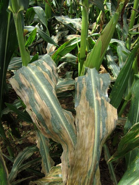 Northern Corn Leaf Blight On Sweet Corn Vegetable Pathology Long