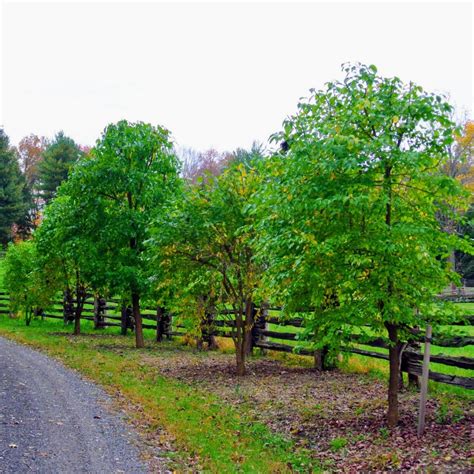 Pruning Osage Orange Trees The Martha Stewart Blog