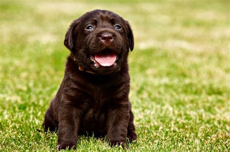 Lots of our readers want to know how much should my labrador weigh at. Puppy Weight Chart