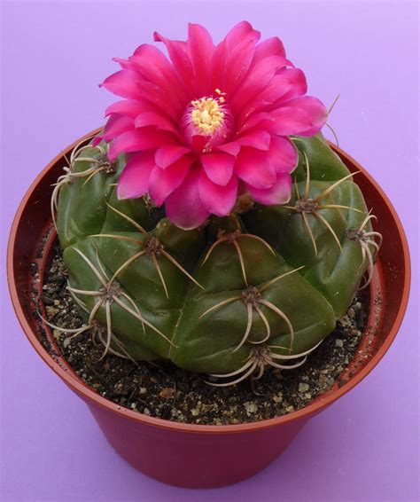 There are a few things i want to tell you about the christmas cactus flowers & related tidbits before i get to the blooming part. Gymnocalycium denudatum cv. Jan Suba | Cactus flower, Rare ...