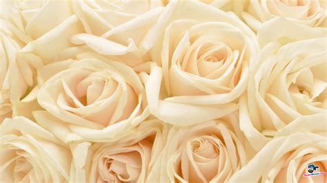 White Rose Flower Wallpaper For Desktop Floral Flower Wallpaper