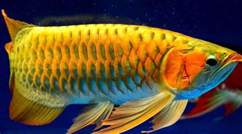 It often sells for tens of thousands of dollars part 2 for ya fish ass! Arowana Fish Price Worth Rs Three Crore! (With images ...