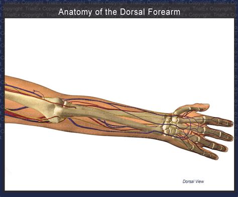 Dorsum Anatomy