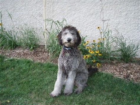 In our quest to understand mini goldendoodle color genetics, we discovered more complexity to the mini goldendoodle breed color than we. Pin by Maggie Meehan on GoGgiEs | Goldendoodle, Labradoodle, Dog breeder