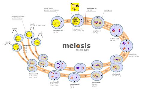 Aprendiendo Acerca De La Reproduccion Celular La Meiosis