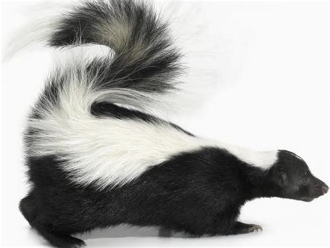 Skunk Smell Can Linger Despite Your Best Removal Efforts The Boston