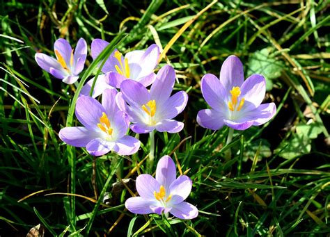 Crocus Flowers Spring Free Photo On Pixabay Pixabay