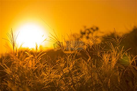 日出阳光下的秋意草丛高清图片下载 正版图片500476958 摄图网