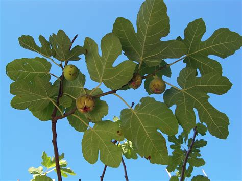Typically, a fig tree will not fruit until it reaches two years old, but it can take some trees as long as six years to reach the right maturity. Pollination | Cool Kid Facts