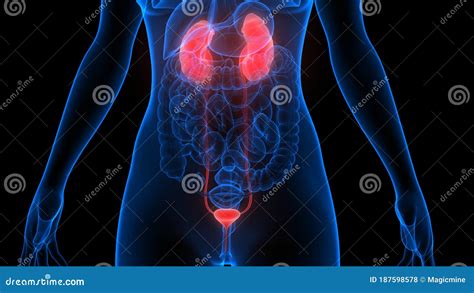 Female Internal Organs Urinary System Kidneys With Bladder Anatomy