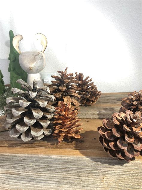 Scented Pine Cones For Crafting Natural Pine Cone Bulk Wood Etsy