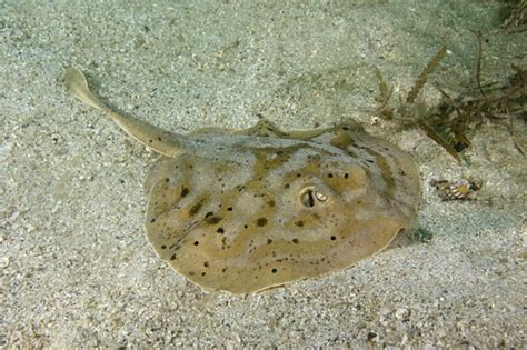 Spotted Round Ray Information And Picture Sea Animals