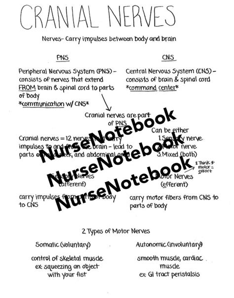 Cranial Nerves Cheat Sheet Pdf Download Mnemonic For Nursing Anatomy