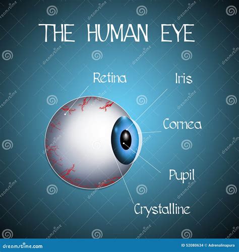 The Human Eye Stock Illustration Illustration Of Diagram 52080634