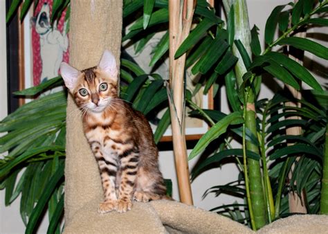 Familiarize yourself with the bengal breed. EnchantedTails Available Purebred, Registered Bengal ...