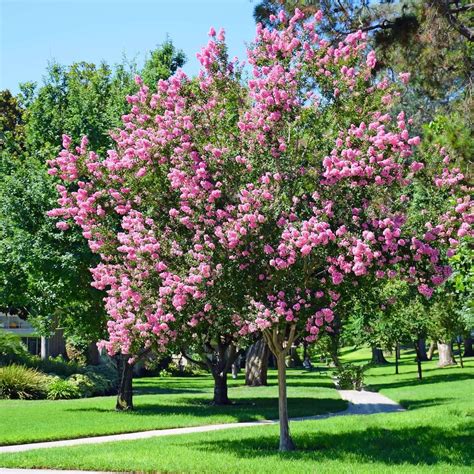 Buy Muskogee Crape Myrtle Online