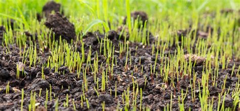 Establishing A New Lawn With Grass Seed Boston Seeds