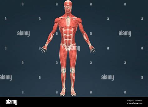 Male Human Muscular System Anatomy 3d Illustration Stock Photo Alamy