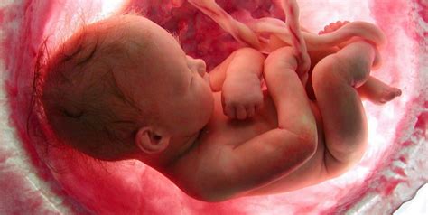 Foetus Le Développement Du Foetus Dans Lutérus Check Out Our Fetus