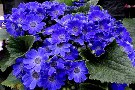 Free Images Flowers Flower Flowering Plant Blue Petal Purple