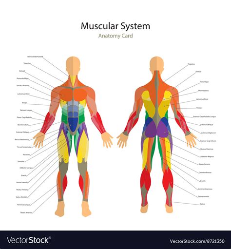 Human Body Leg Muscles Diagram Muscles Physiology Limb Bodewasude
