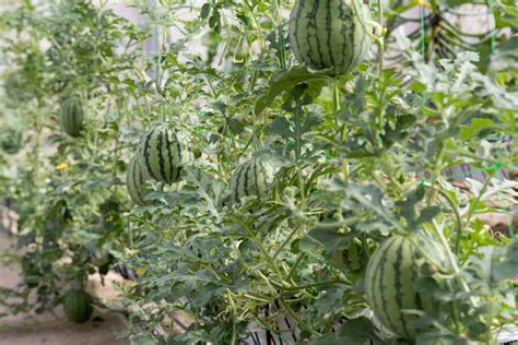 How To Grow Watermelon In A Container 8 Basic Tips For Successful Growth