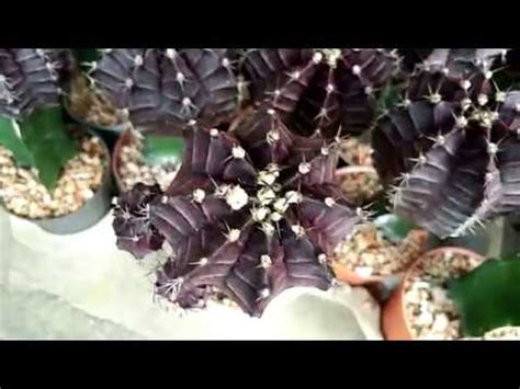 How about making a super cute macrame cactus to hang on your wall? 🌵 ยิมโนม่วง Gymnocalycium mihanovichii Ruby Ball ราคา 200 ...