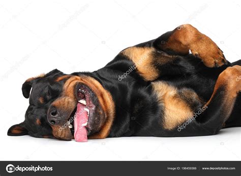 Happy Rottweiler Dog Resting Lying White Background Stock Photo By