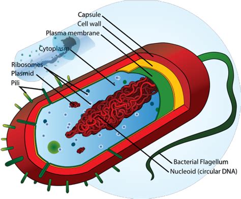 Bacteria Cell Png Icons Prokaryotic Cell Diagram Original Size Png