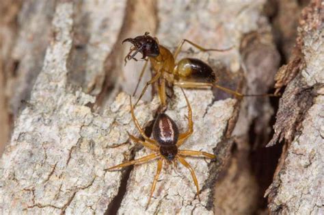 How The Australian Ant Slayer Spider Captures Ants