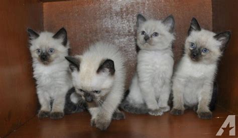 Precious Long Hair Siamese Balinese Kittens For Sale