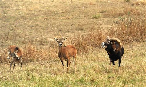 Le Mouflon De Corse Mon Nikon Et Moi