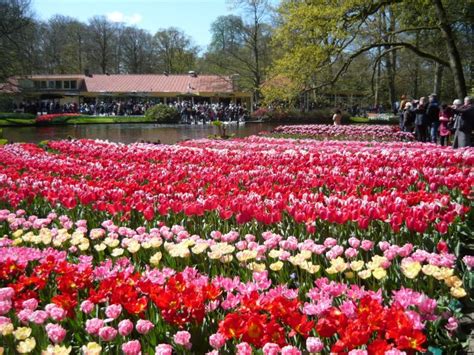Il genere tulipa, appartenente alla famiglia delle liliaceae, comprende circa 150 specie al pari della lavanda in provenza, i tulipani in olanda regalano uno spettacolo unico quando fioriscono. Olanda in primavera, scooter + tulipani
