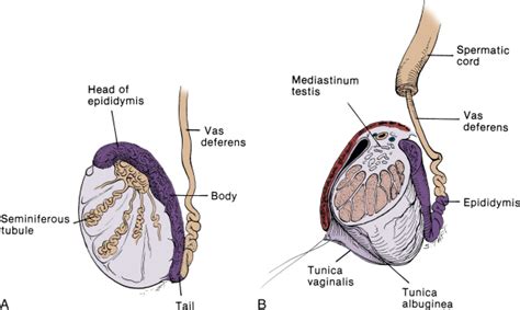 Testicular Anatomy