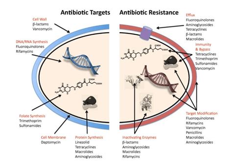 Antibiotic Action And Resistance Bioserendipity