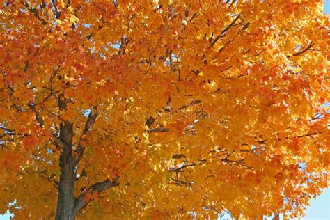 Autumn Colorful Tree Stock Image Image Of Autumn Season 1456971