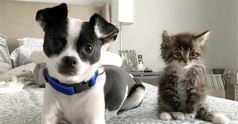 There, his owner declined treatment and elected euthanasia, and the veterinarian on duty had bartonella is a type bacteria that can be transmitted to cats, dogs and humans from exposure to check out our collection of more than 250 videos about pet training, animal behavior, dog and cat. ASPCA: Adoption is up, euthanasia's down at animal shelters