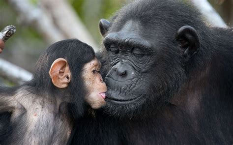 Pin By Maria Perales On Primate Love Baby Chimpanzee Animals Wild