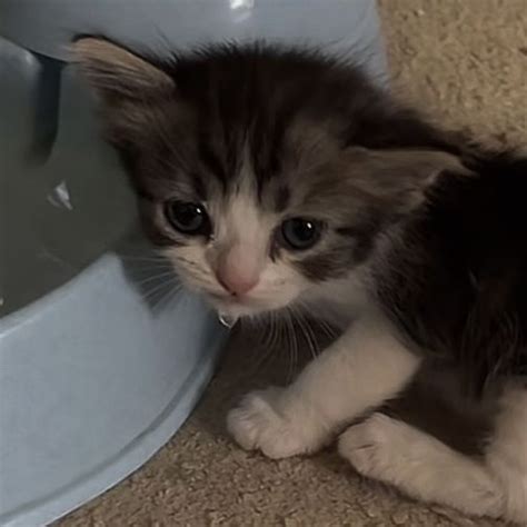 Cute Angry Kitten Pfp Inspo Instagram Tiktok In 2022 Cat Aesthetic