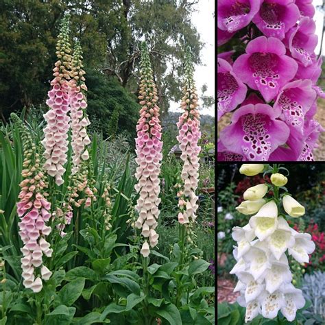 Foxglove Excelsior Mix Seeds The Seed Collection