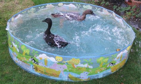 Thirsty Work For Ducks Seasons Ducks Guide Omlet Us