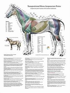 Horse Acupuncture Point Location Posters Set Of 3 Horses