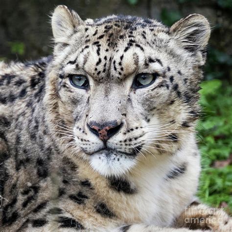 Adult Snow Leopard Portrait Photograph By Jane Rix Pixels