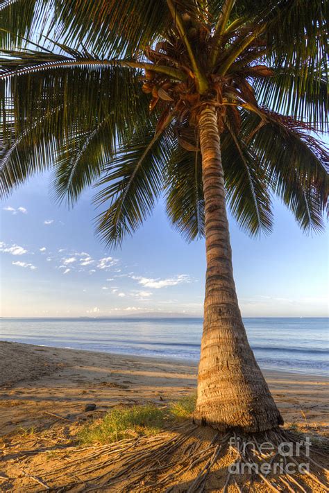 Hawaiian Coconut Palm Sunrise Photograph By Dustin K Ryan Fine Art